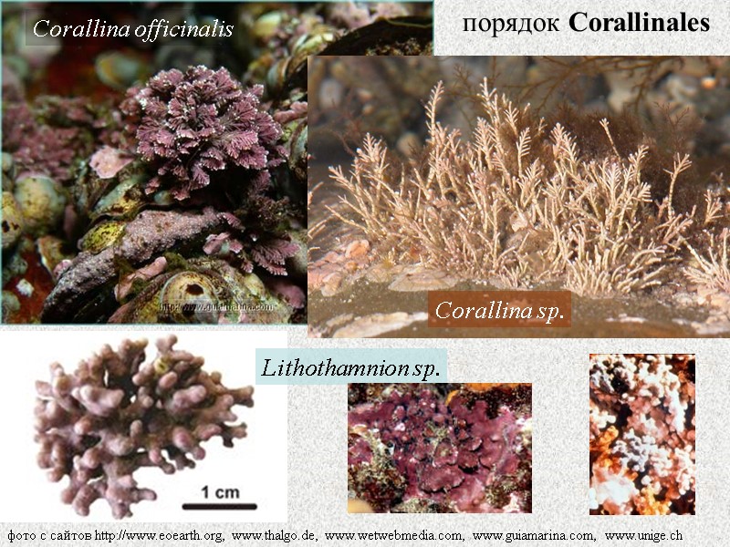 Lithothamnion sp. фото с сайтов http://www.eoearth.org, www.thalgo.de, www.wetwebmedia.com, www.guiamarina.com, www.unige.ch порядок Corallinales  Corallina